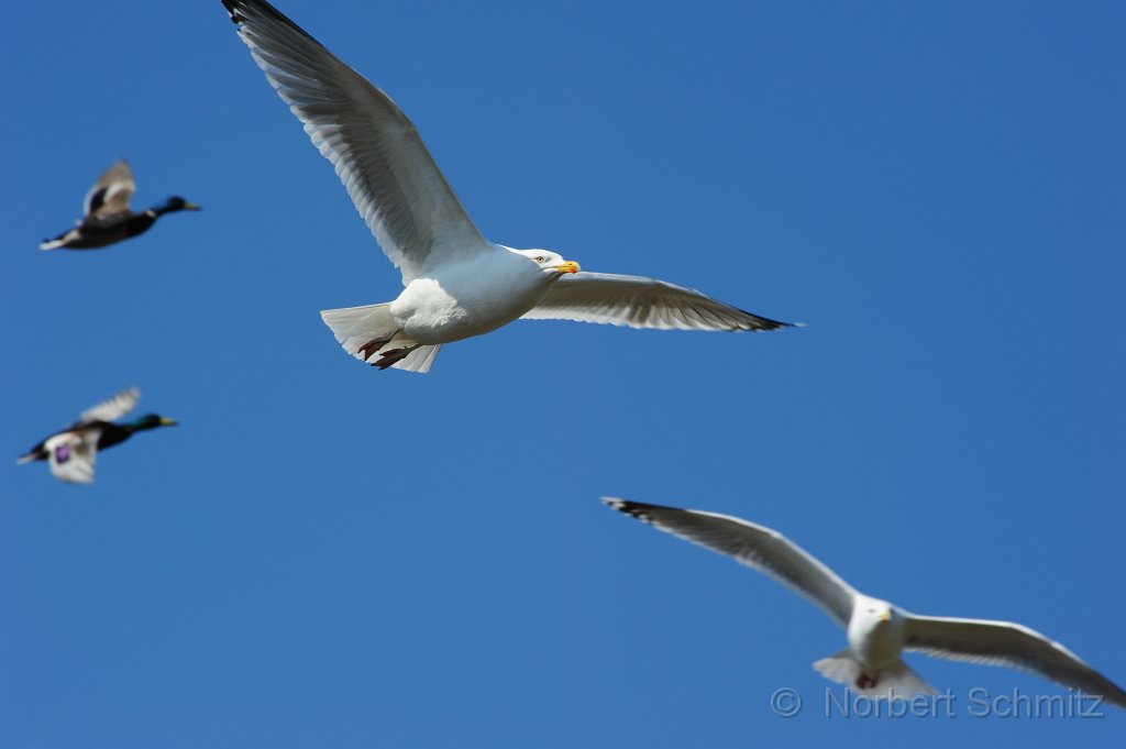 N-Schmitz Flugstunde .jpg - ©  Norbert Schmitz